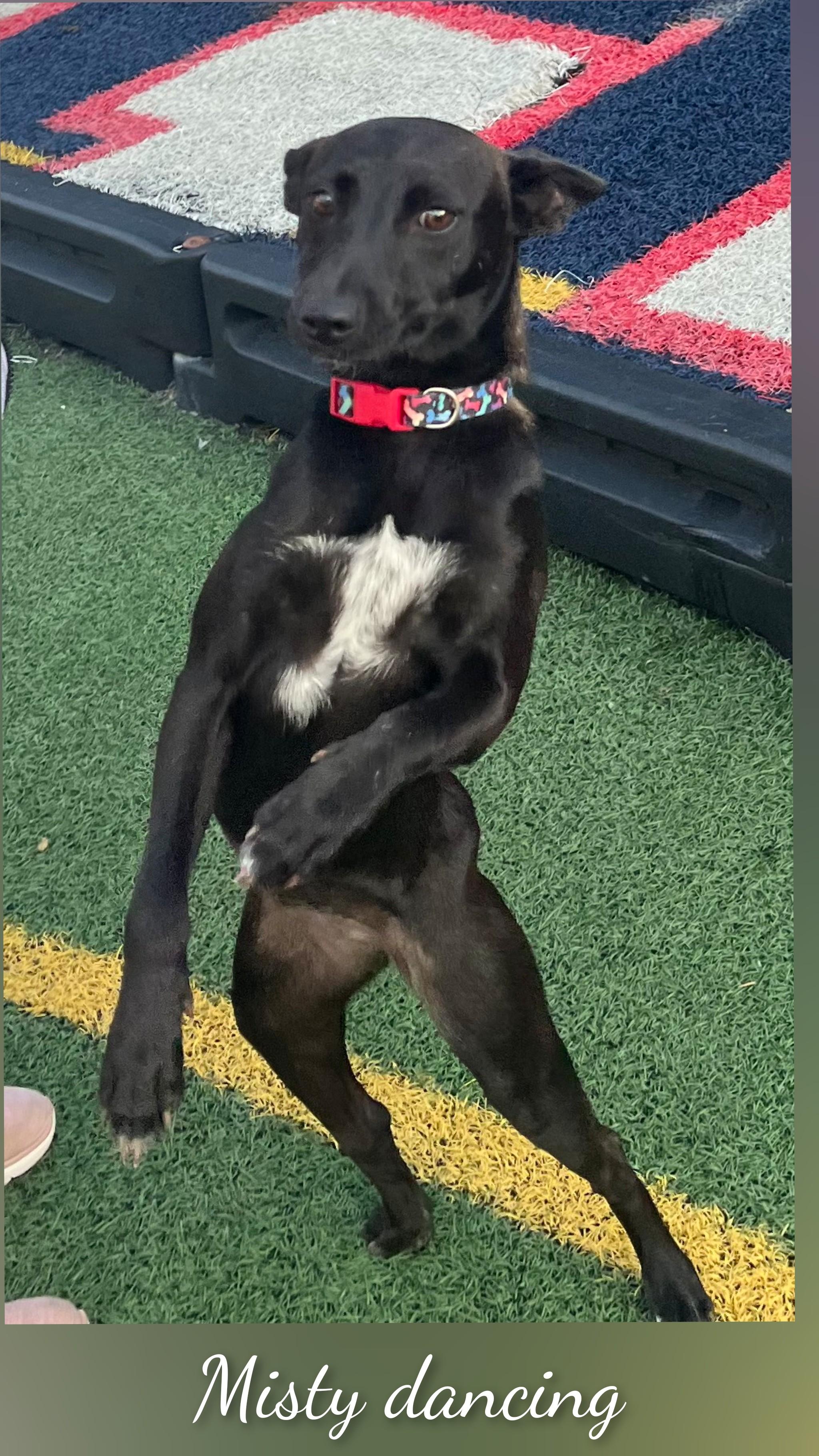 Enlarge Misty, a Adoptable mixed breed in Fredericksburg, VA image 5/6