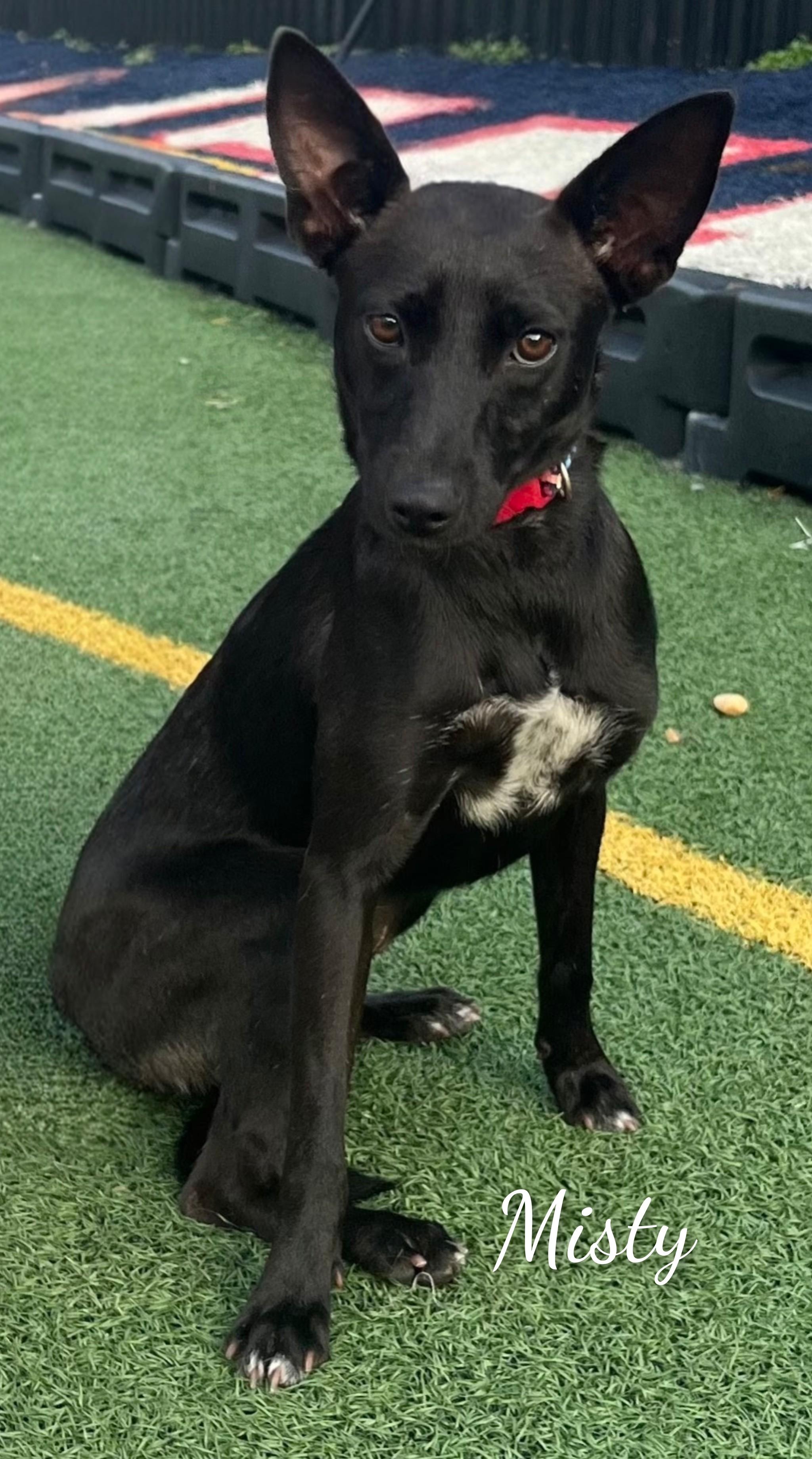 Enlarge Misty, a Adoptable mixed breed in Fredericksburg, VA image 1/6