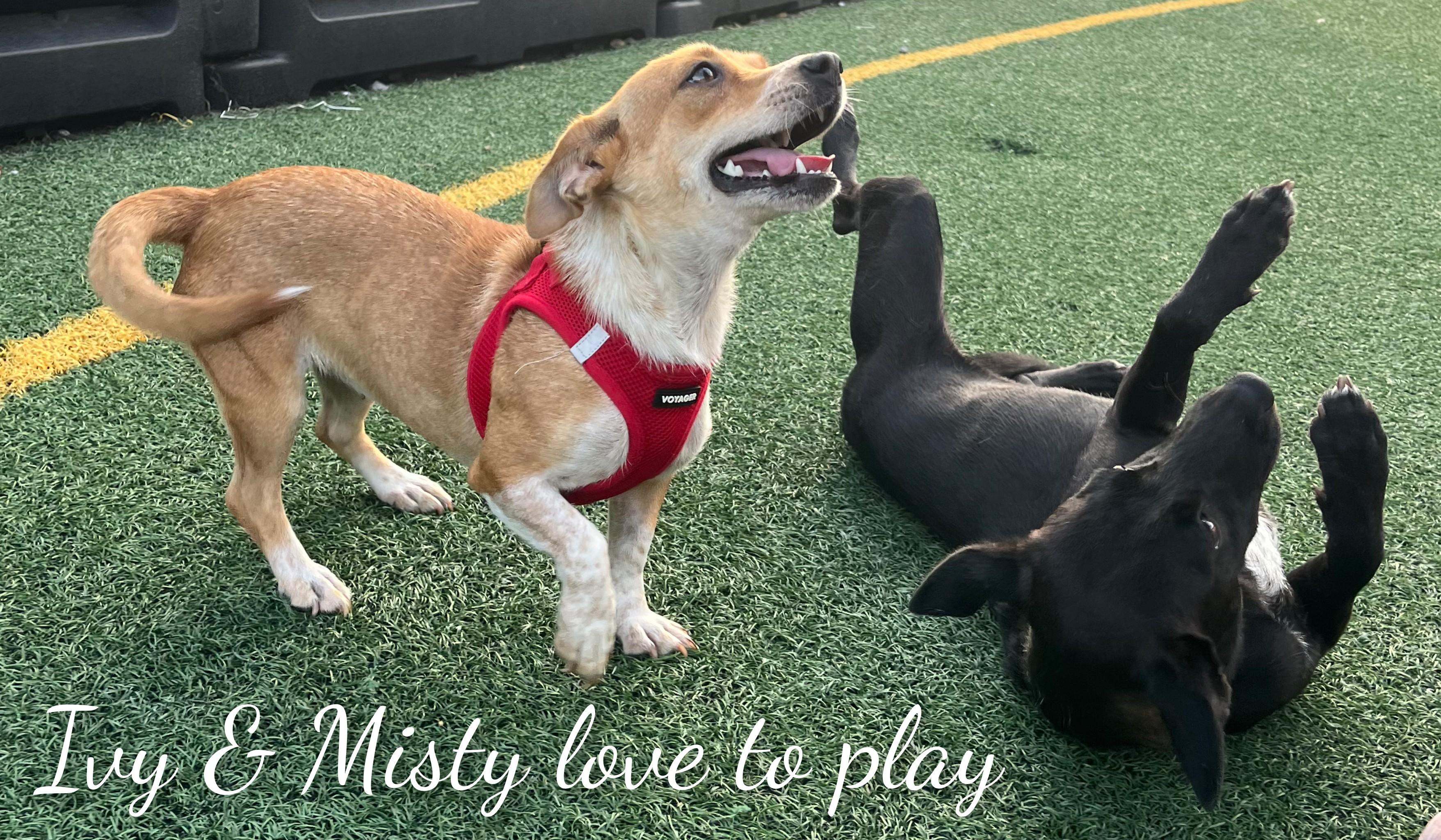 Enlarge Misty, a Adoptable mixed breed in Fredericksburg, VA image 4/6