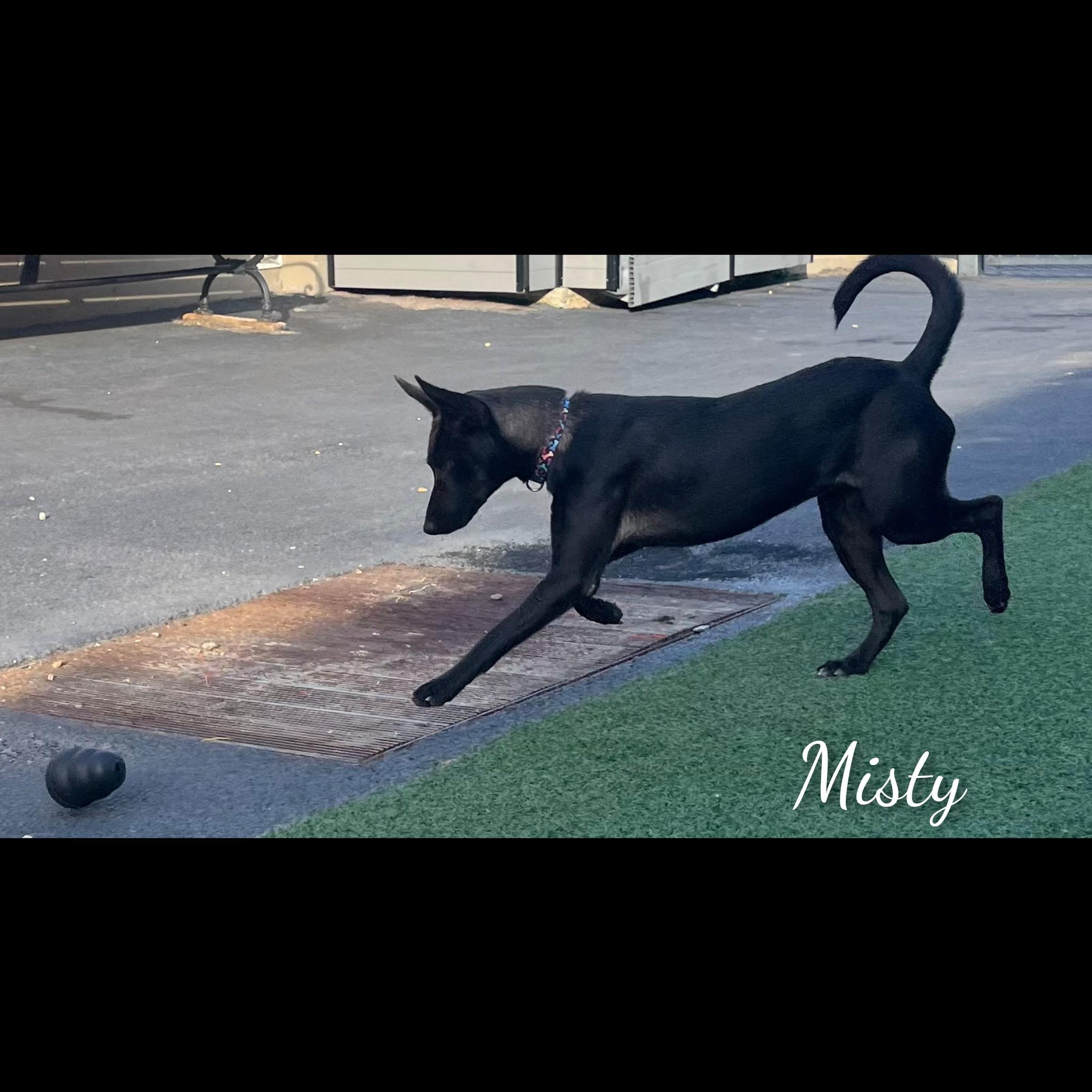 Enlarge Misty, a Adoptable mixed breed in Fredericksburg, VA image 3/6