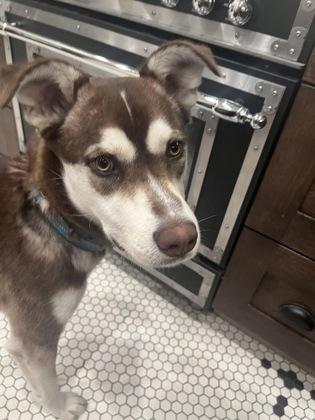 Timothee Chalamet 51442, ADOPTABLE, Adult Male Mixed Breed.