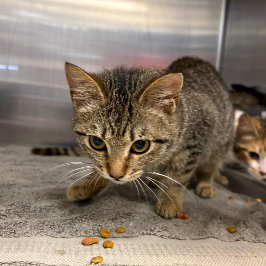 Lucky — thumbnail 2