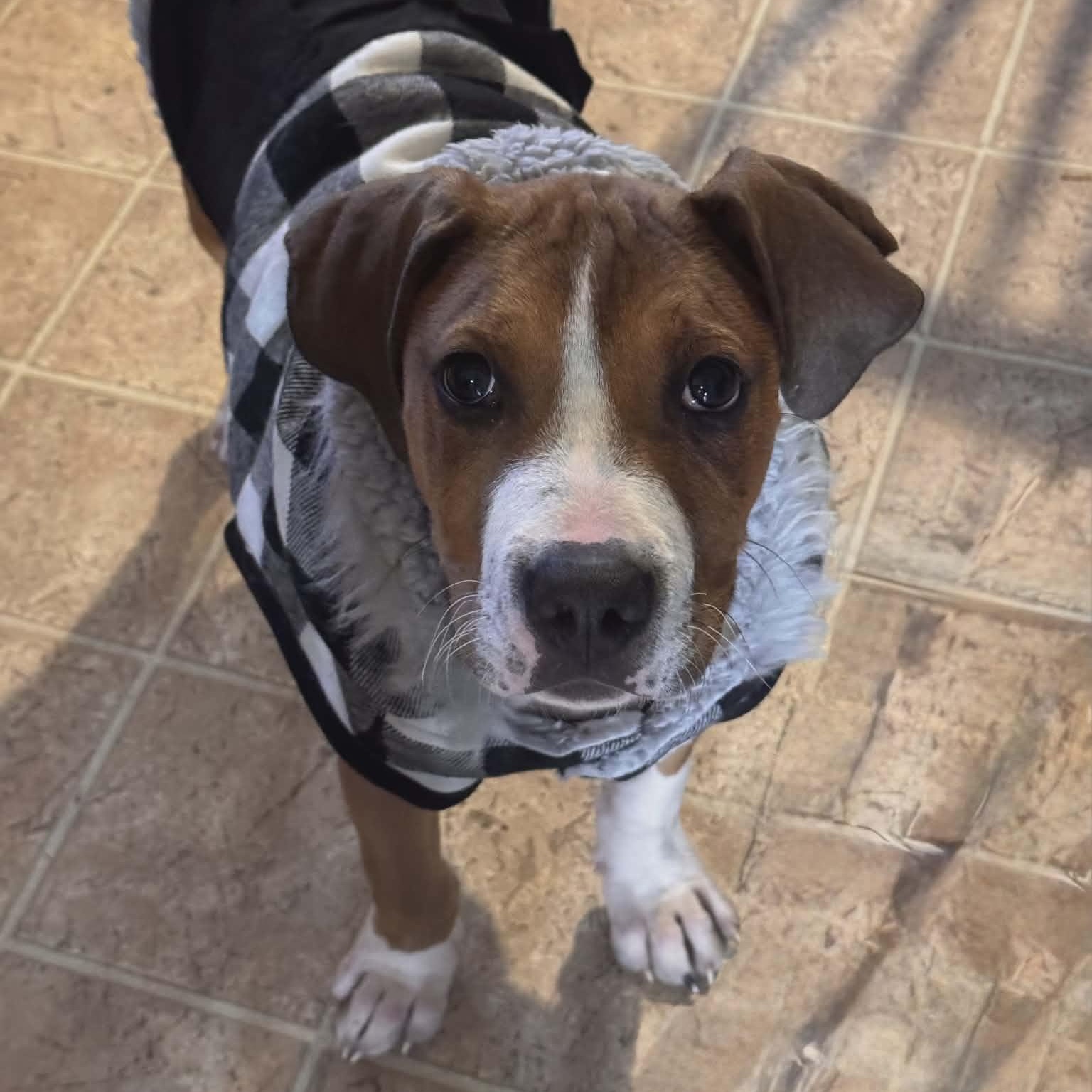 Butters — thumbnail 2