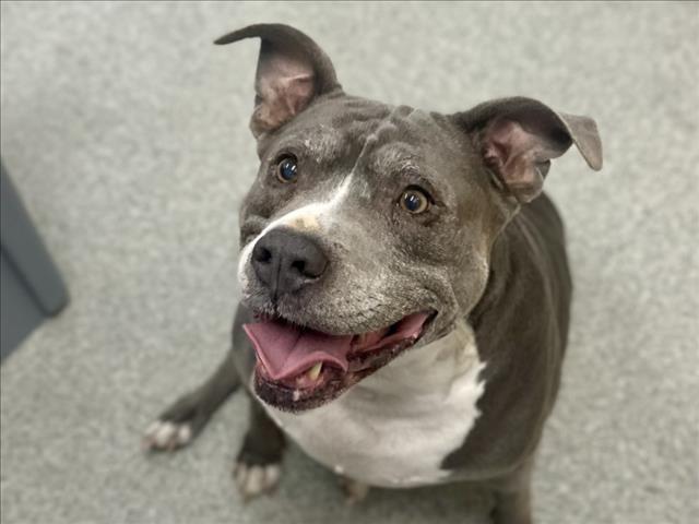 BONNIE, Adoptable, Senior Female Pit Bull Terrier.