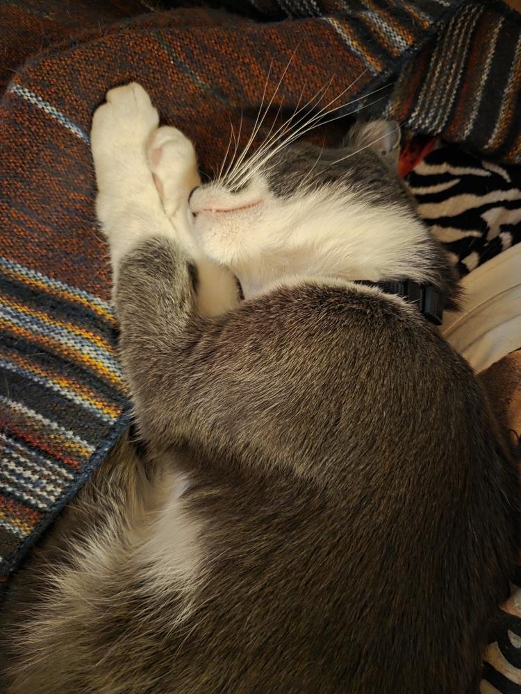 Simon, Adoptable, Young Male Domestic Short Hair.