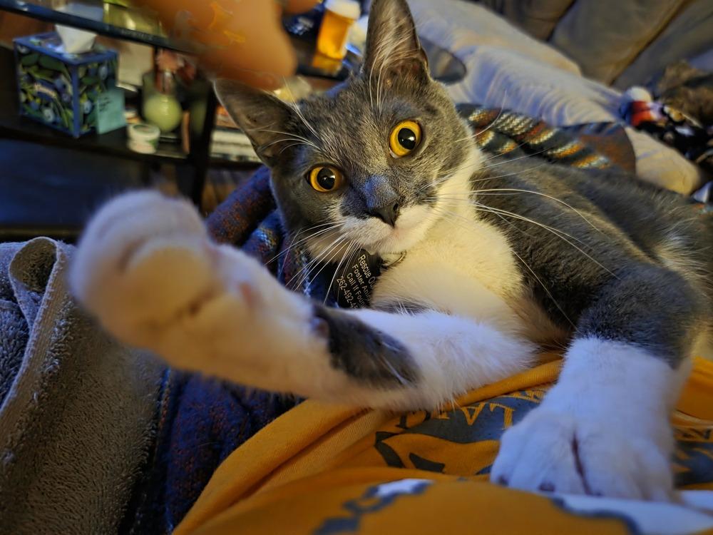 Enlarge Simon, a Adoptable mixed breed in Union Grove, WI image 2/6