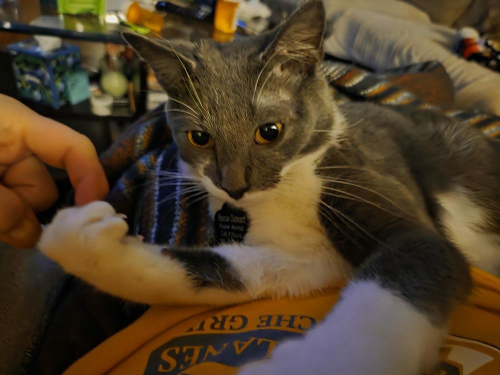 Enlarge Simon, a Adoptable mixed breed in Union Grove, WI image 3/6