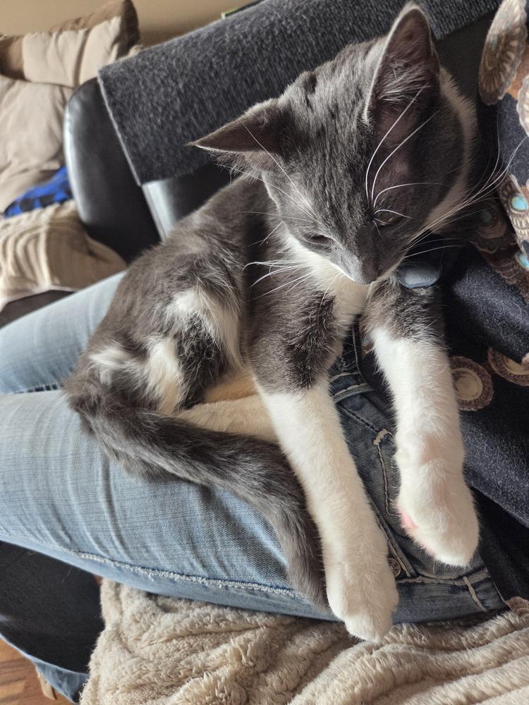 Enlarge Simon, a Adoptable mixed breed in Union Grove, WI image 4/6