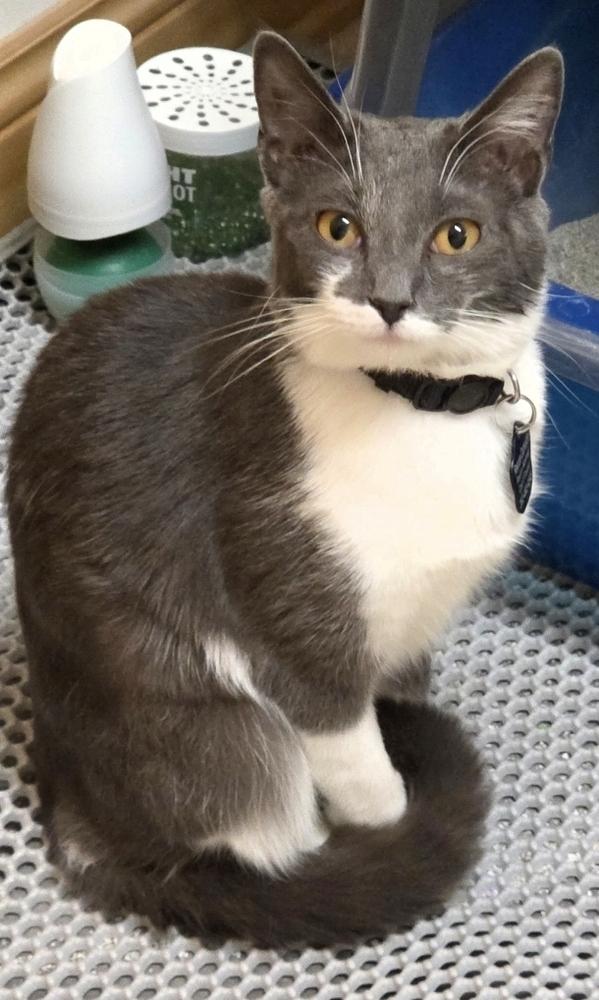 Enlarge Simon, a Adoptable mixed breed in Union Grove, WI image 5/6