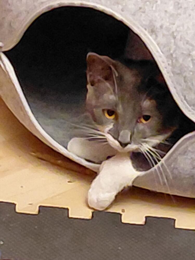 Enlarge Simon, a Adoptable mixed breed in Union Grove, WI image 6/6