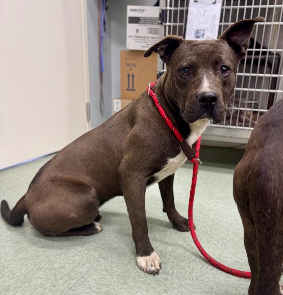Rooster in Foster, Adoptable, Young Male Mixed Breed.