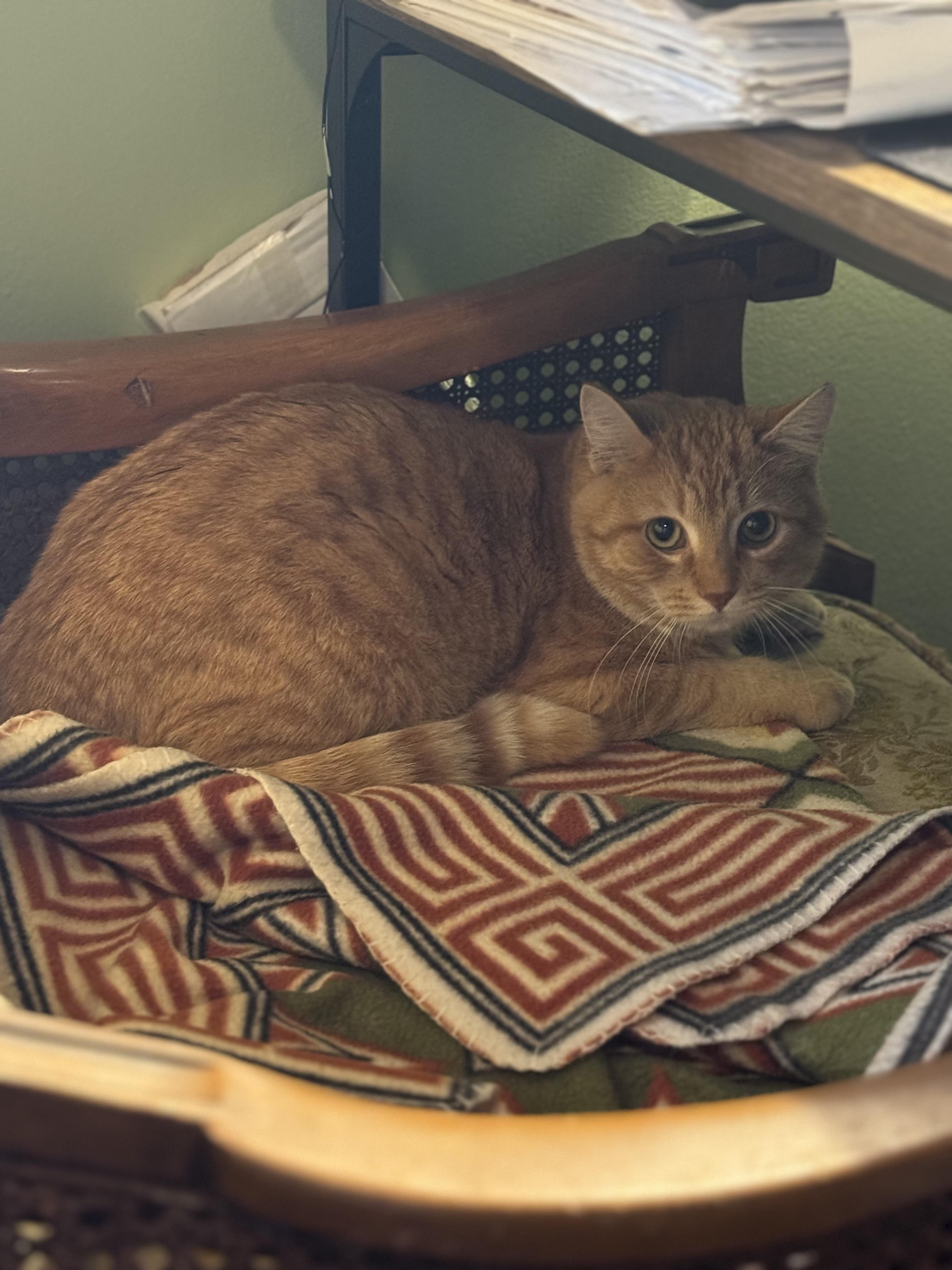 Enlarge Cheddar, a ADOPTABLE Domestic Short Hair in Troy, NY image 3/3