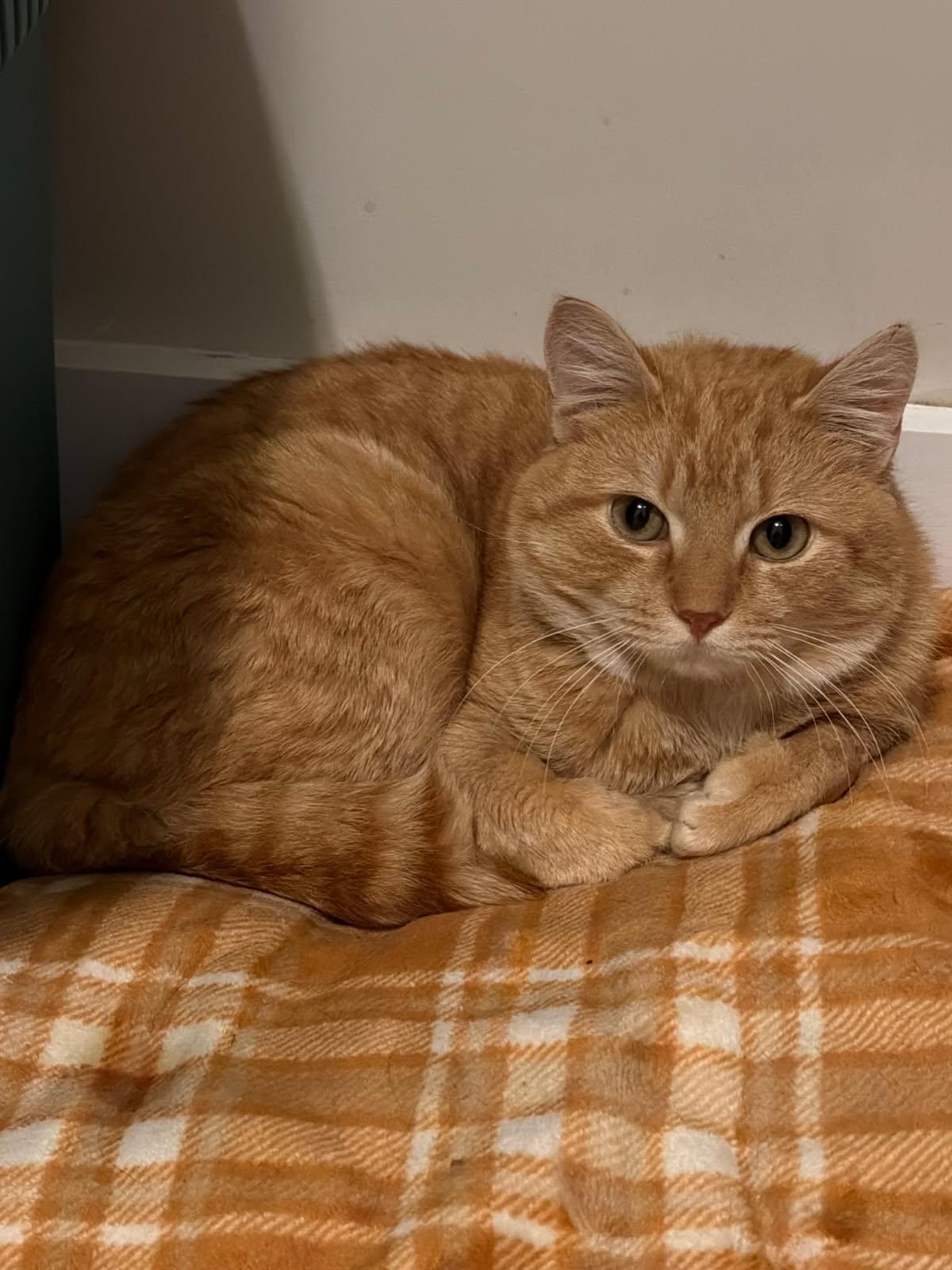 Enlarge Cheddar, a ADOPTABLE Domestic Short Hair in Troy, NY image 2/3