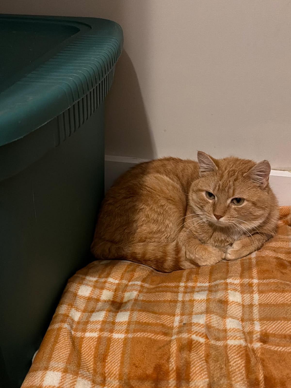 Cheddar, ADOPTABLE, Adult Male Domestic Short Hair.
