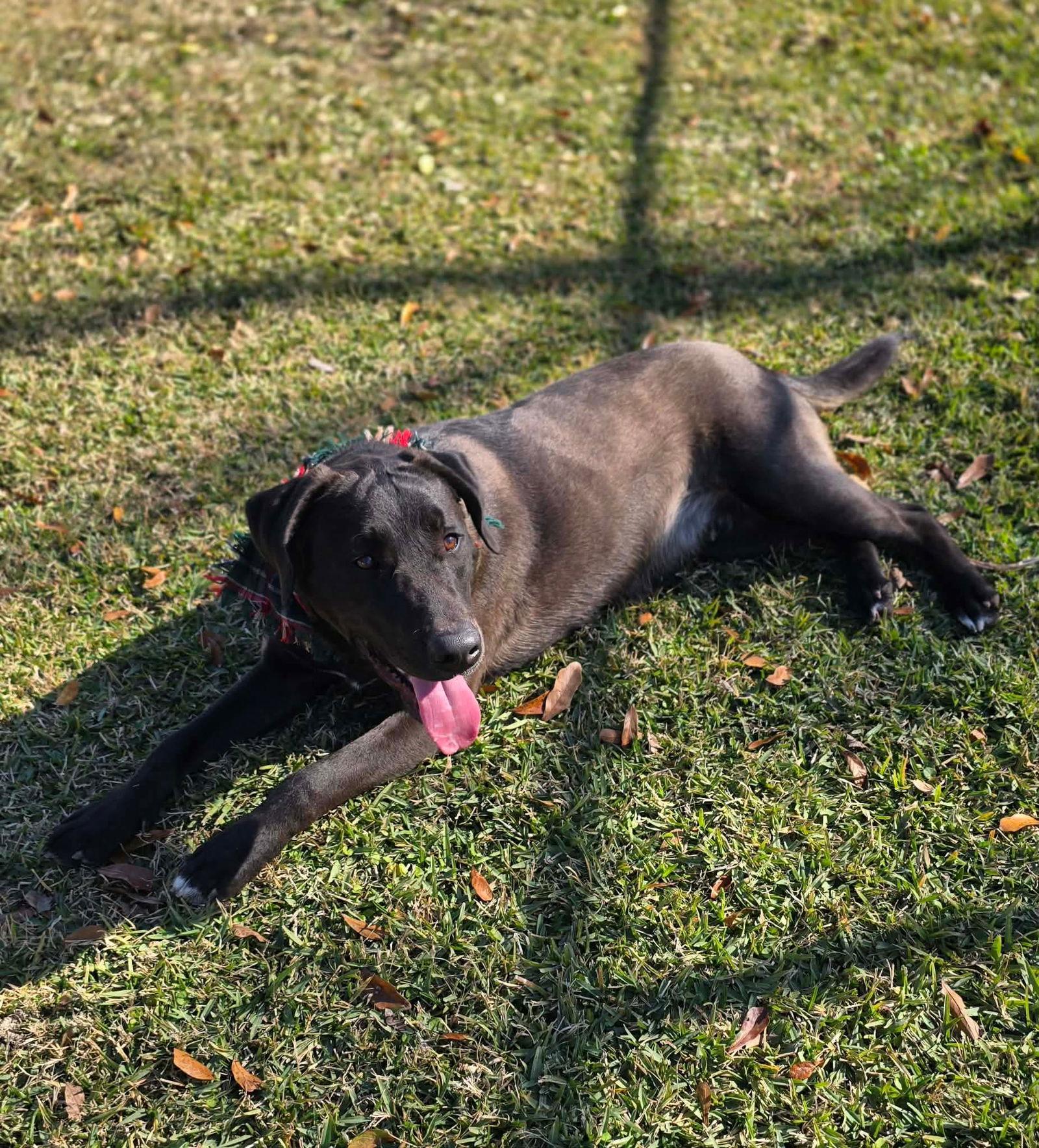 Louie Loving Lab! thumbnail 2