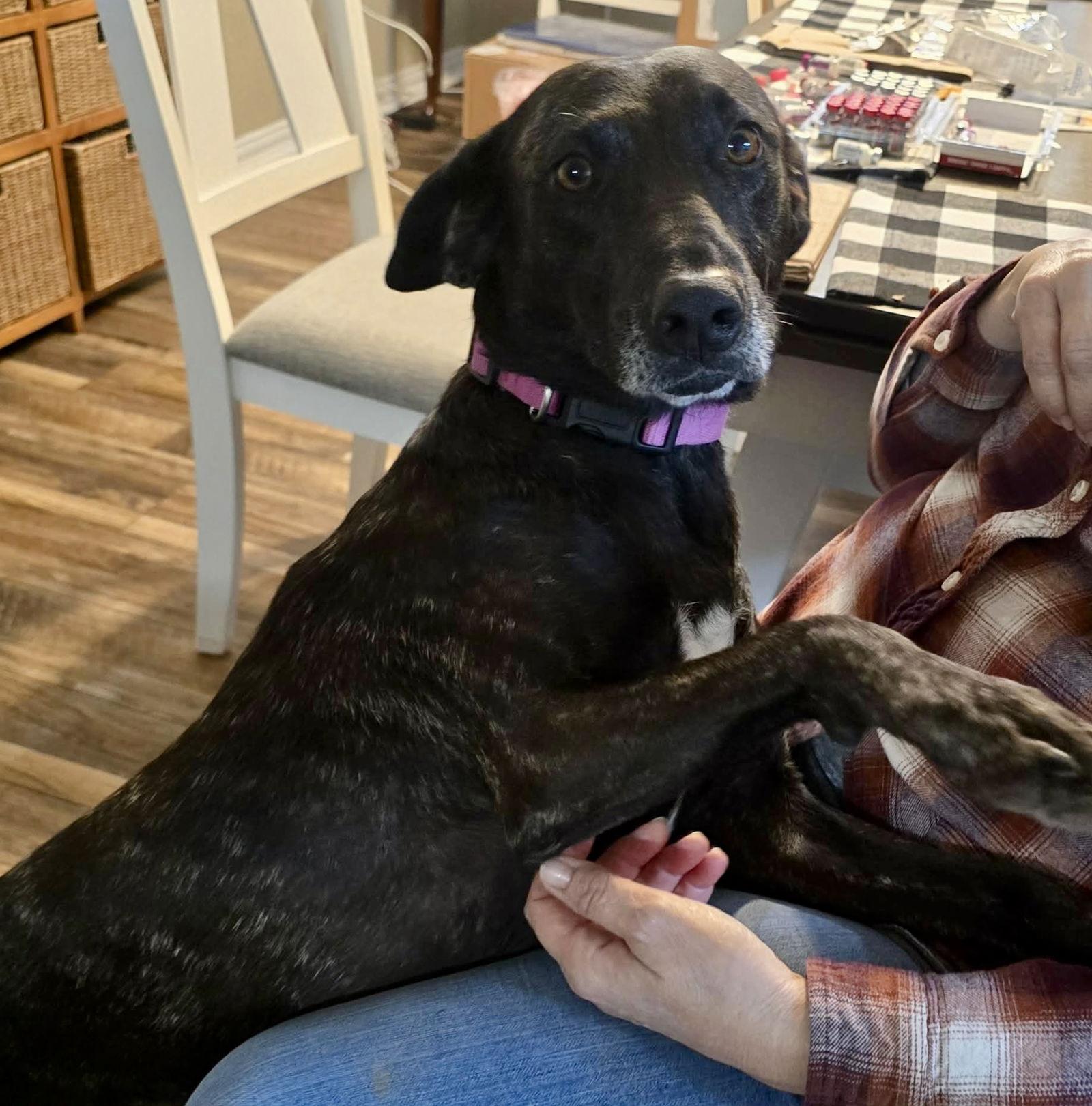 Joelle Brindle Beauty