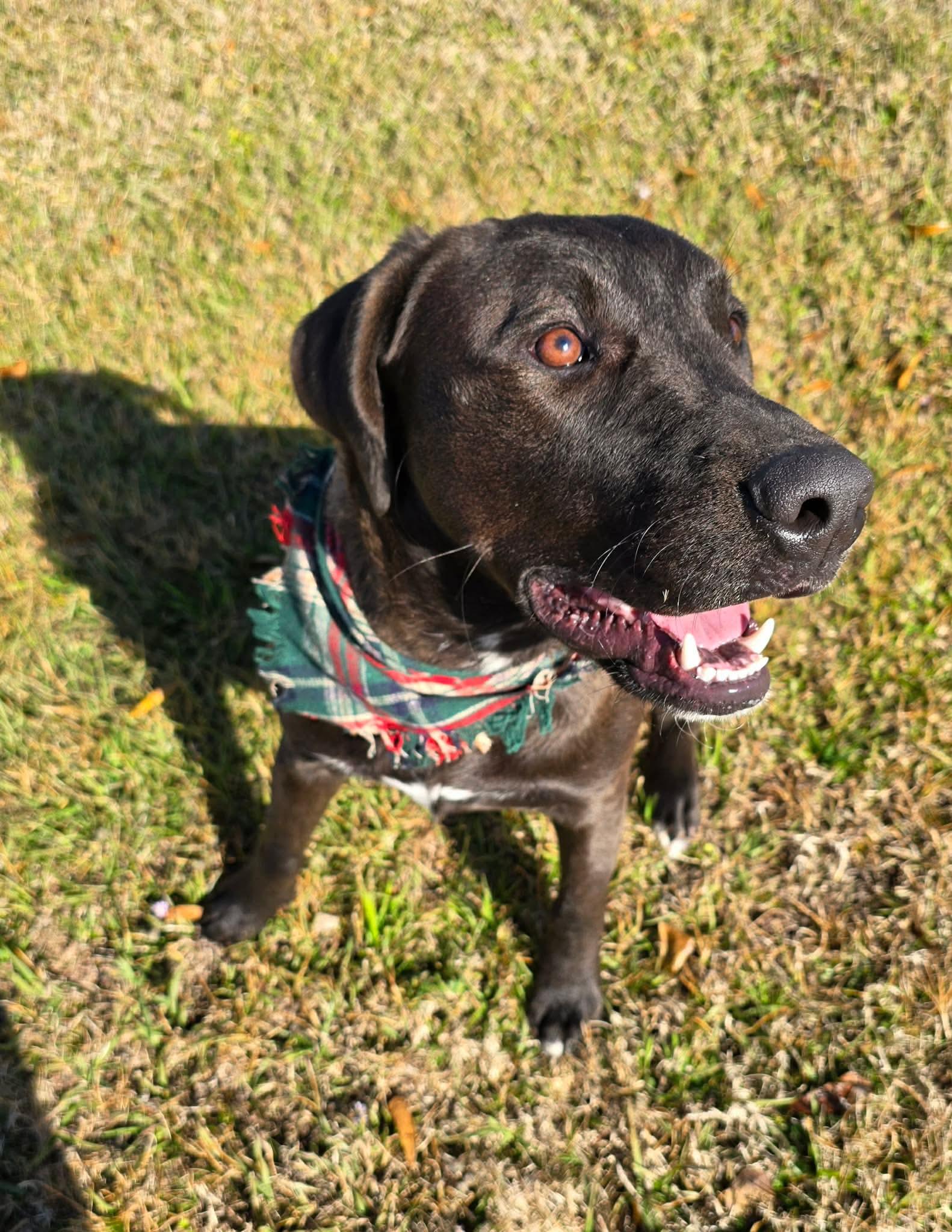 Louie Loving Lab! thumbnail 3