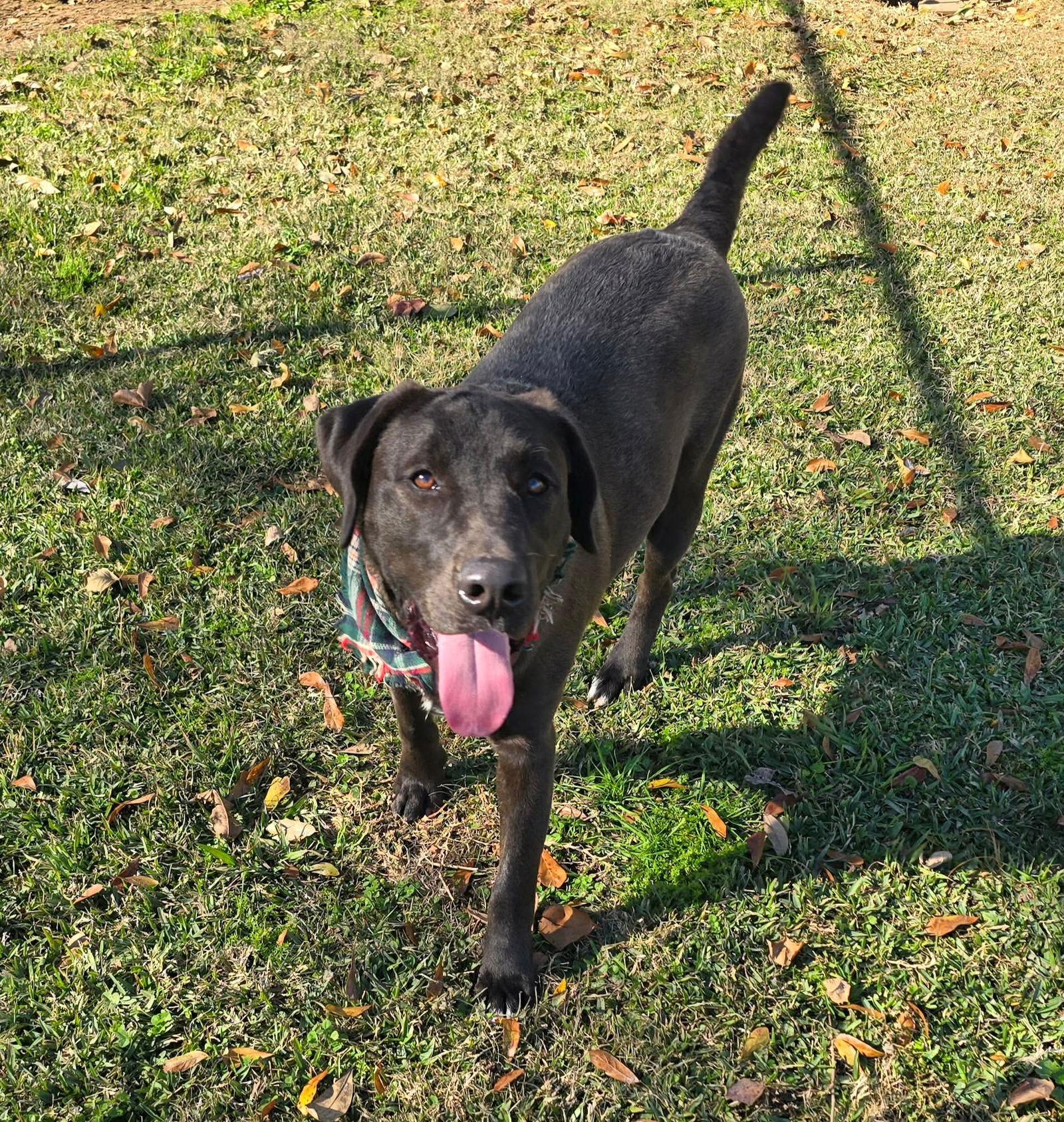 Louie Loving Lab! thumbnail 4