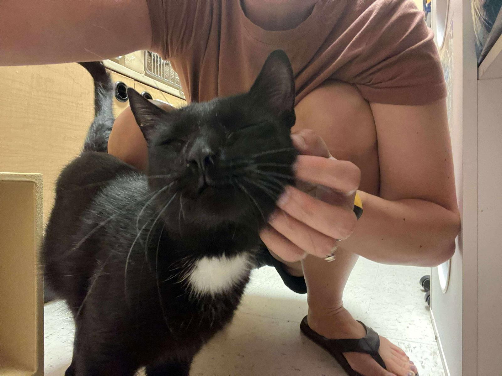 Preacher, a Adoptable Domestic Short Hair in Trexlertown, PA image 1/3