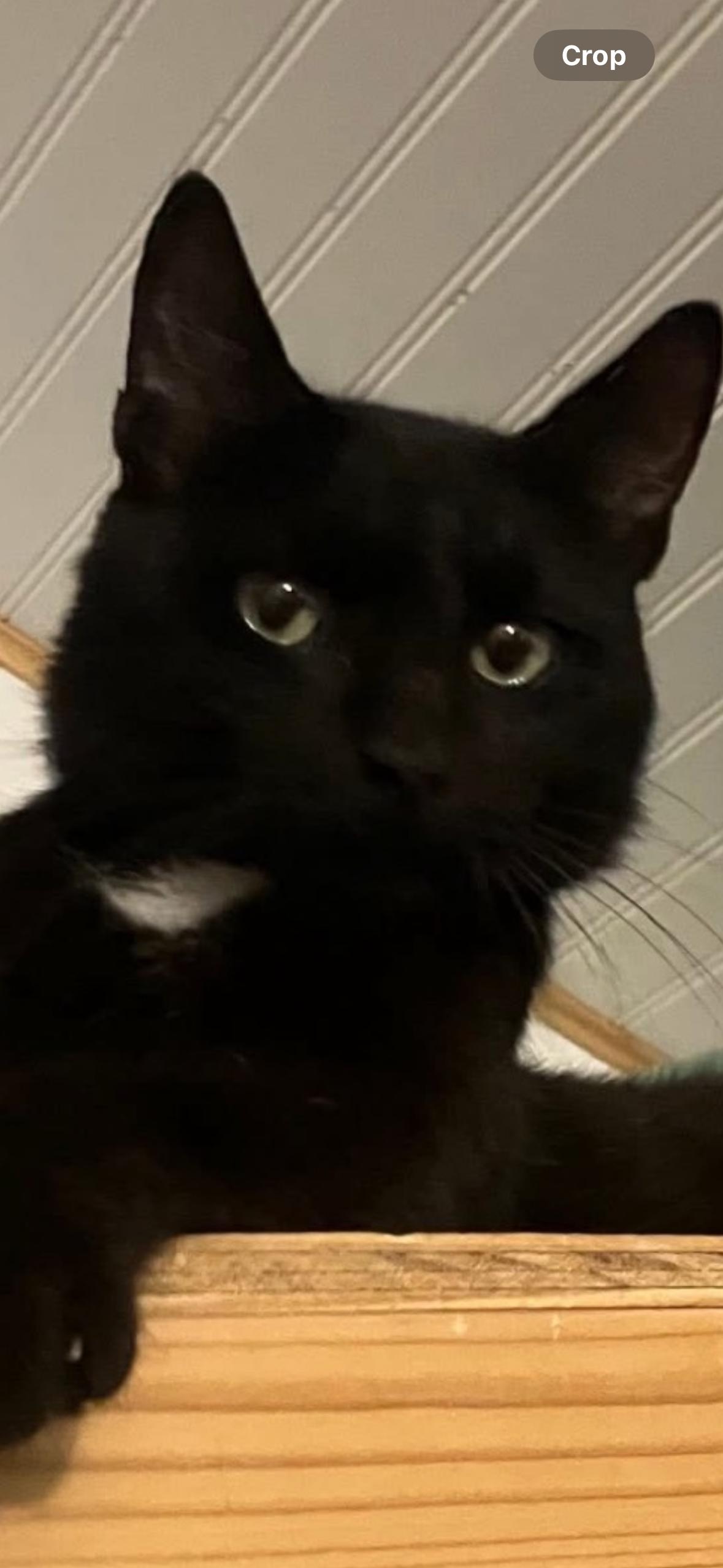 Preacher, a Adoptable Domestic Short Hair in Trexlertown, PA image 2/3