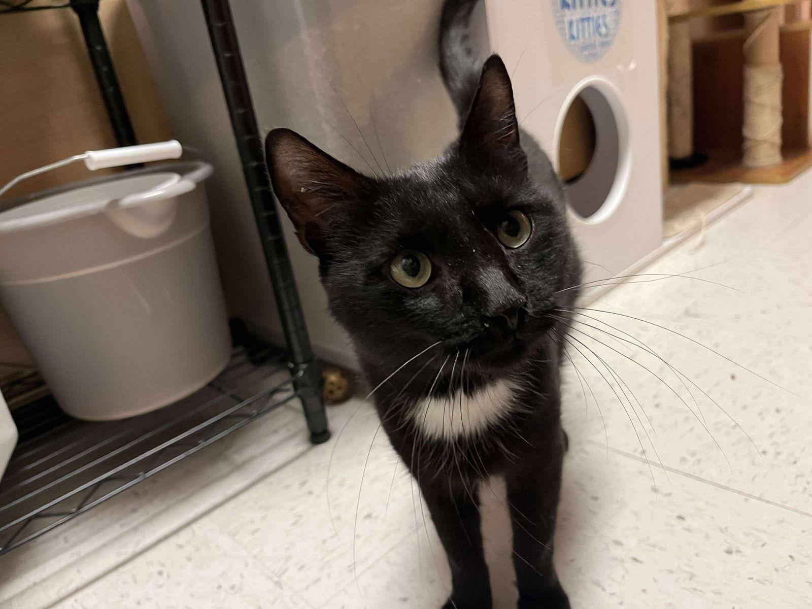 Preacher, a Adoptable Domestic Short Hair in Trexlertown, PA image 3/3