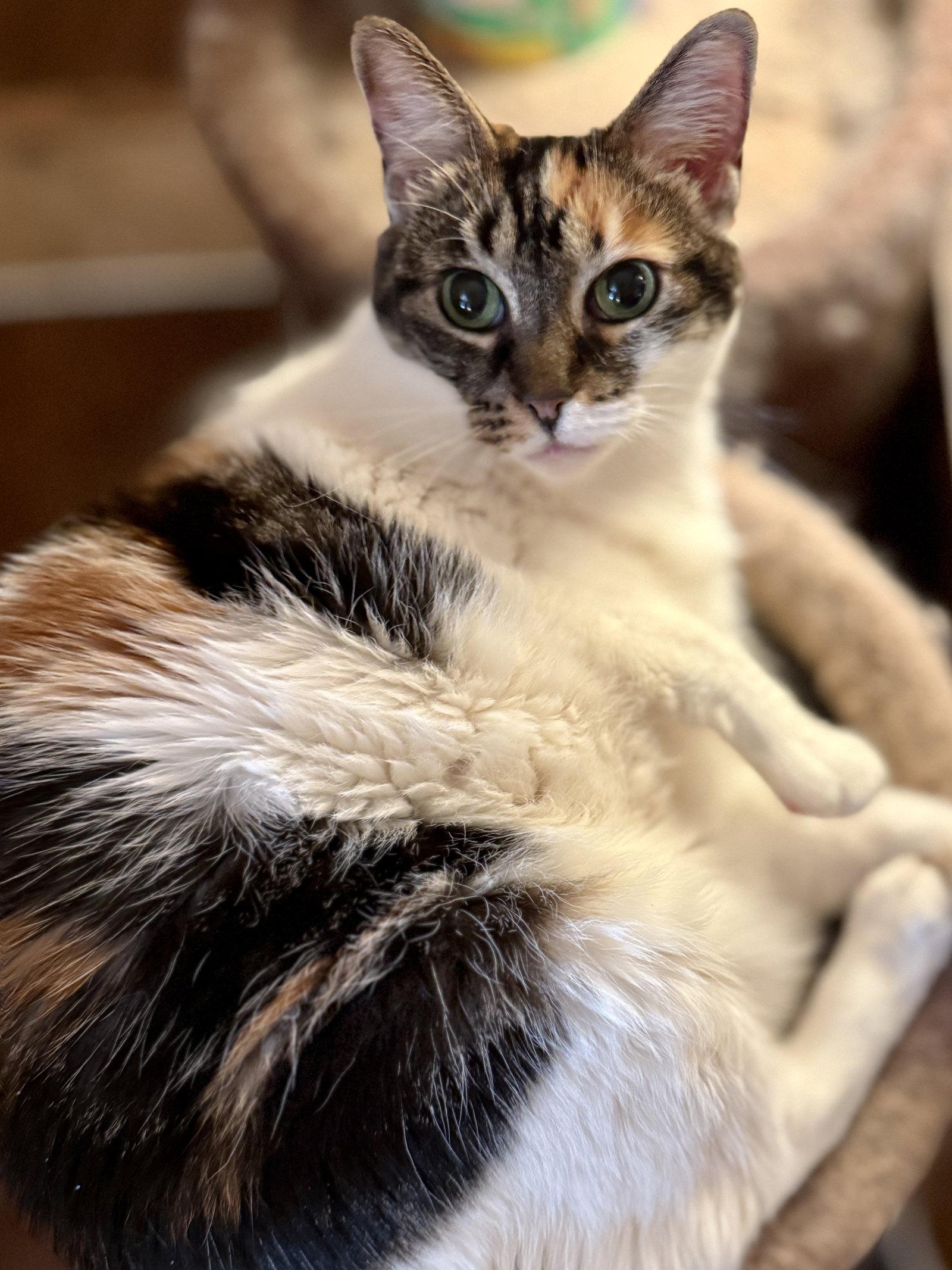 Enlarge Ameila, a Adoptable Domestic Short Hair in Sicklerville , NJ image 1/3