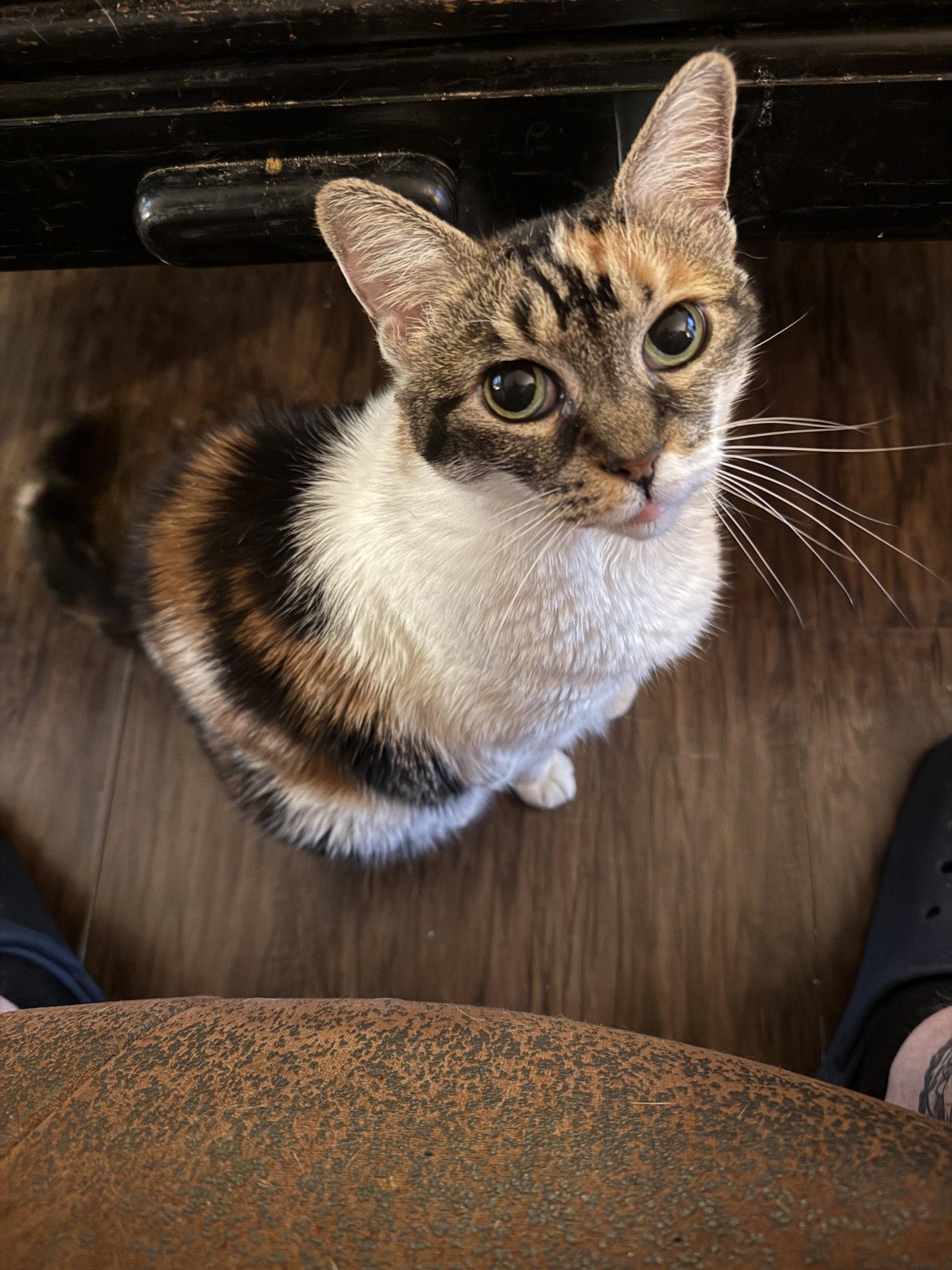 Enlarge Ameila, a Adoptable Domestic Short Hair in Sicklerville , NJ image 2/3
