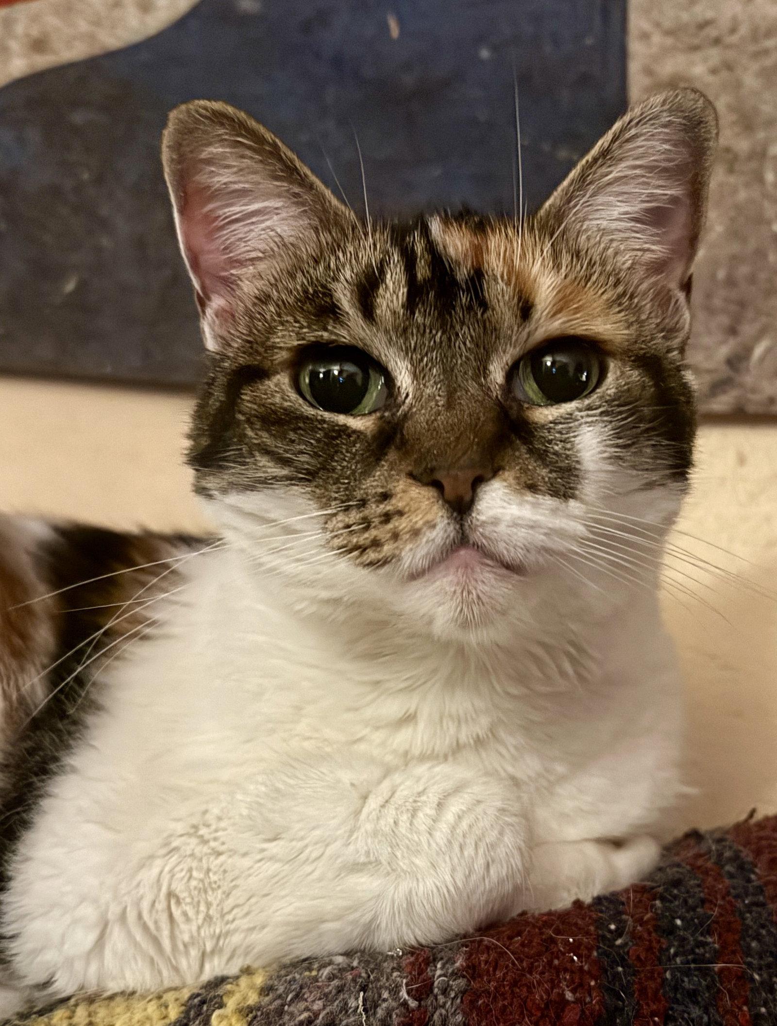 Enlarge Ameila, a Adoptable Domestic Short Hair in Sicklerville , NJ image 3/3