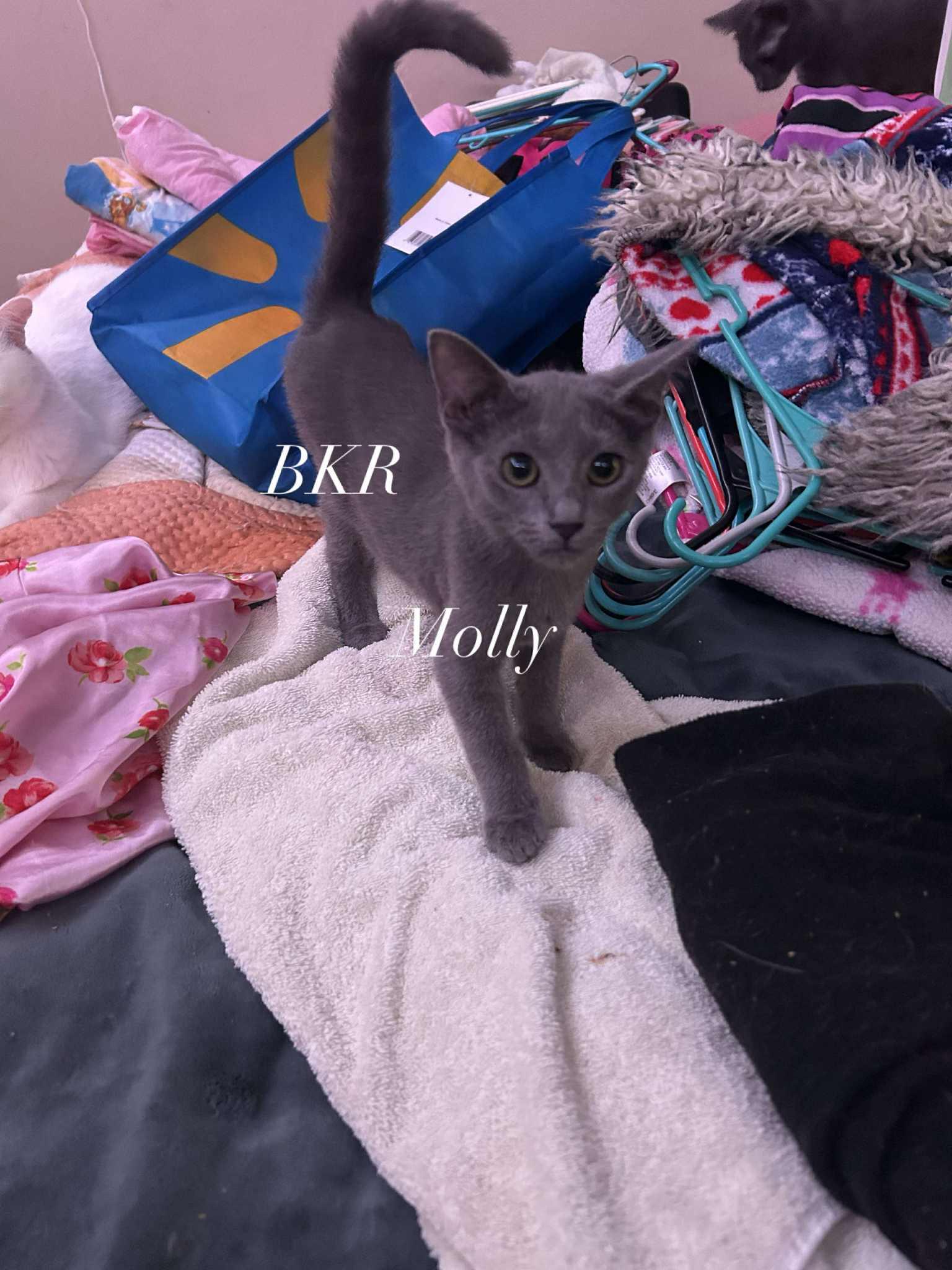 Enlarge Molly Pea — “Miss Molly Ma’am”, a Adoptable mixed breed in Charlotte, NC image 2/5