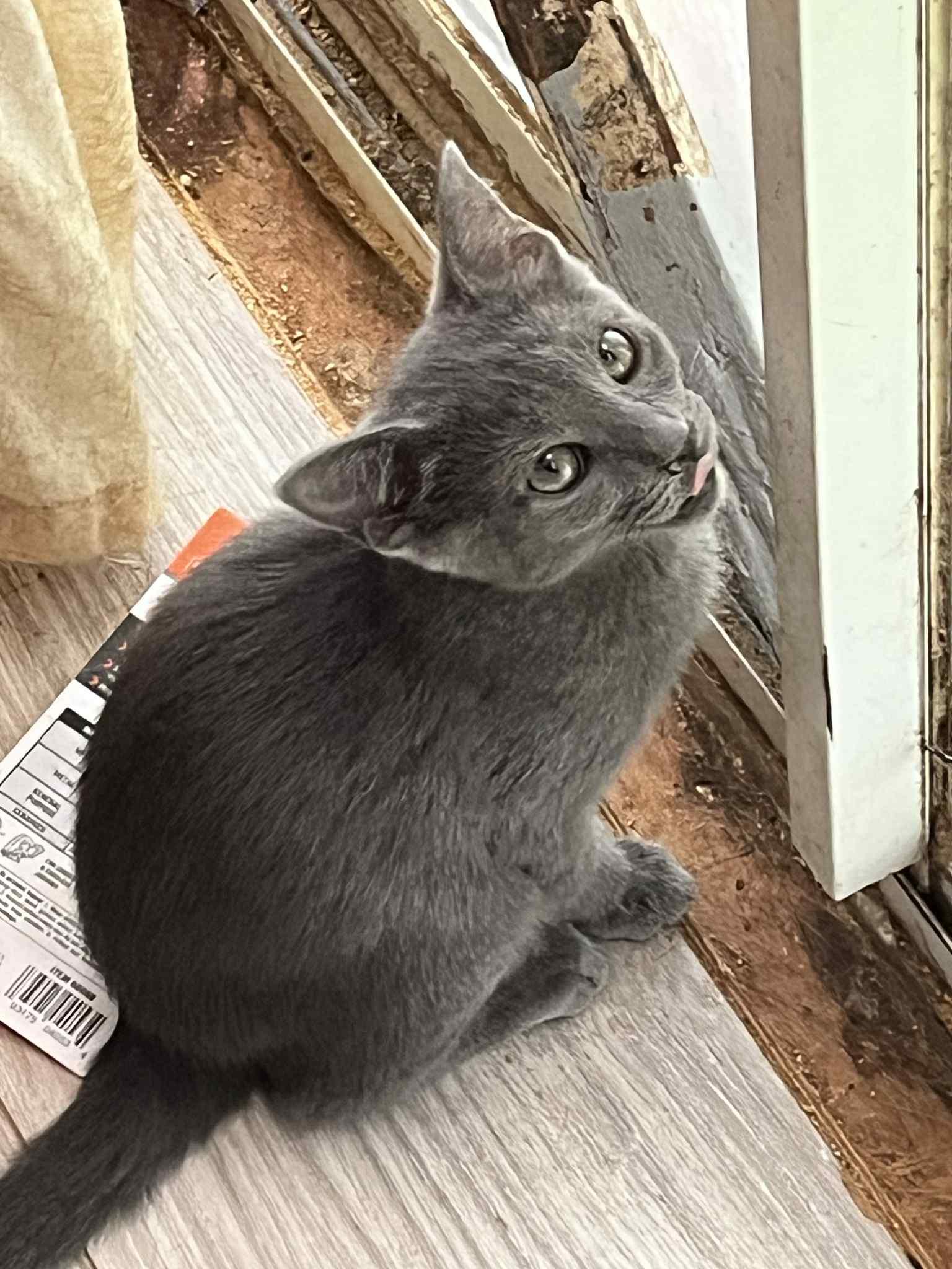 Molly Pea — “miss thumbnail 3