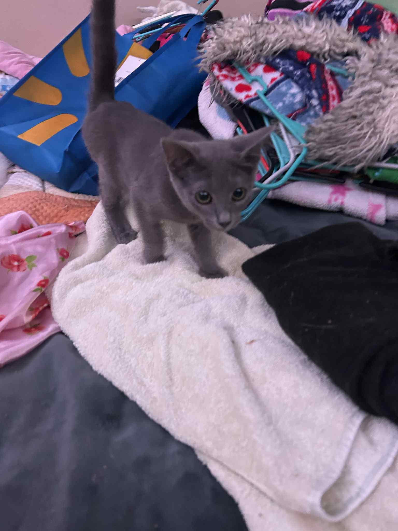 Enlarge Molly Pea — “Miss Molly Ma’am”, a Adoptable mixed breed in Charlotte, NC image 4/5