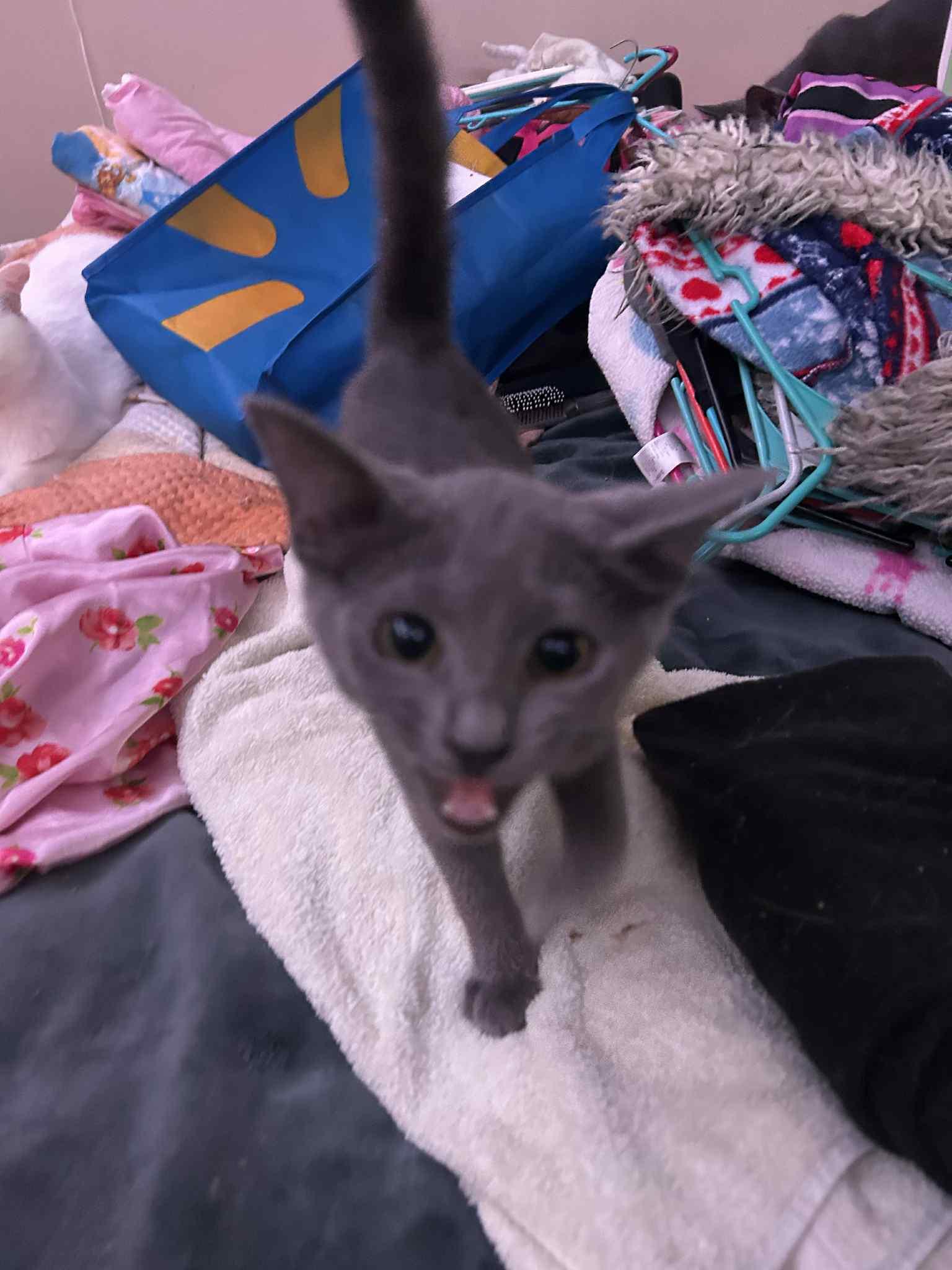 Molly Pea — “miss thumbnail 5