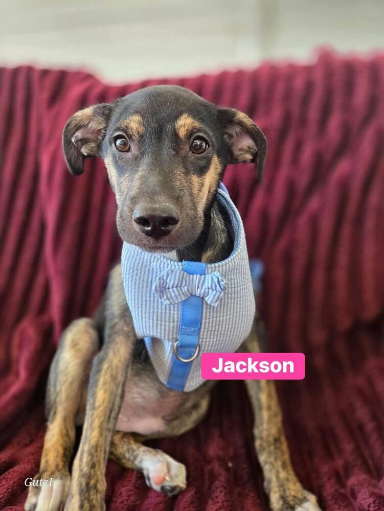 Jackson, Adoptable, Puppy Male Labrador Retriever & Terrier.