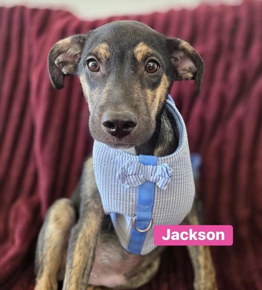 Jackson, a Adoptable mixed breed in Saugus, MA image 2/2