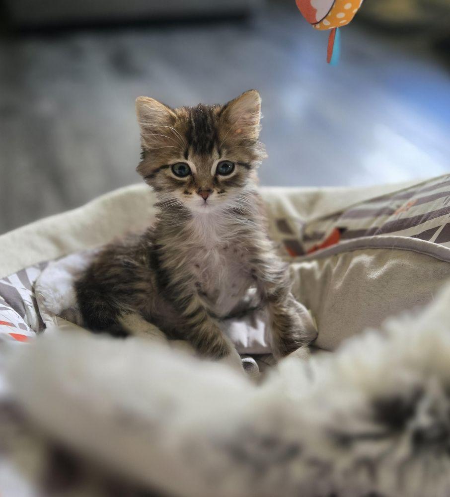 Fluffernutter, a ADOPTABLE Domestic Long Hair in Barrington, IL image 2/3