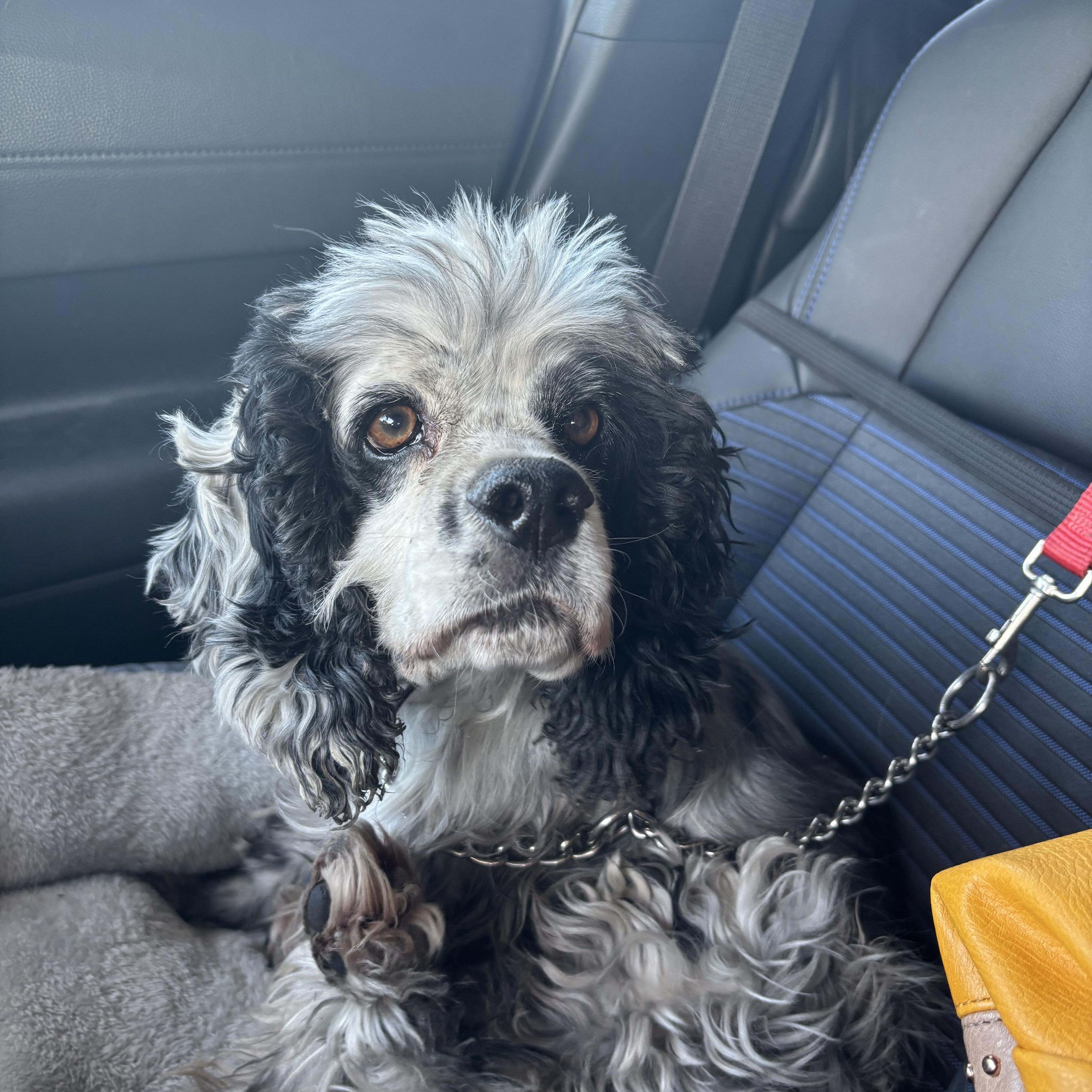 Enlarge Cookie, a ADOPTABLE Cocker Spaniel in Phoenix, AZ image 2/2