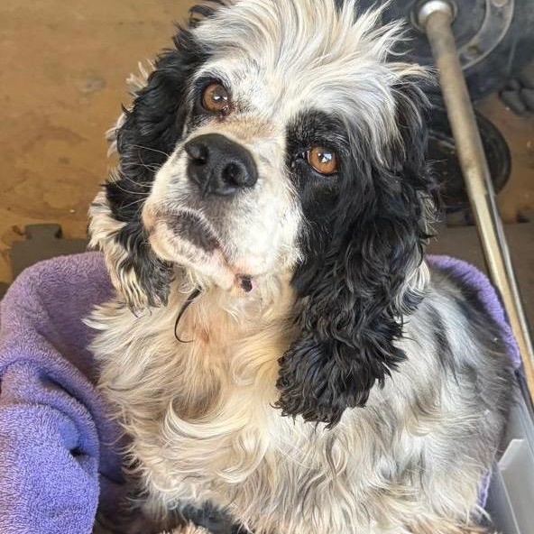 Cookie, ADOPTABLE, Young Female Cocker Spaniel.