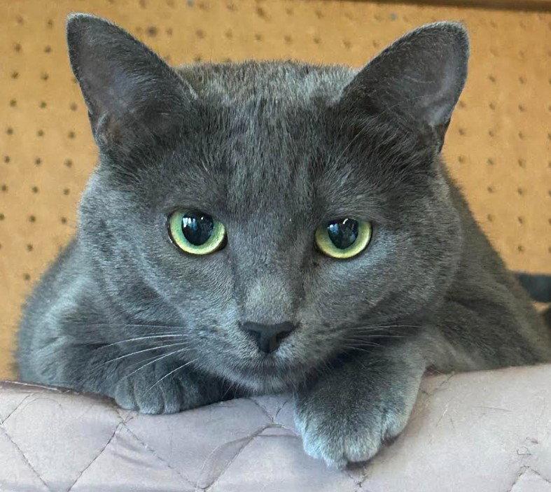 Skye, Adoptable, Young Female Russian Blue.