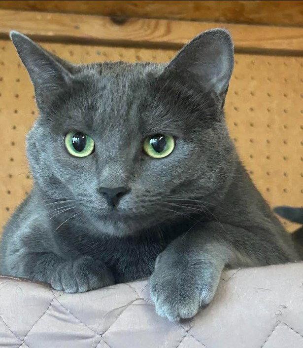 Enlarge Skye, a Adoptable Russian Blue in Burlington, WA image 2/2