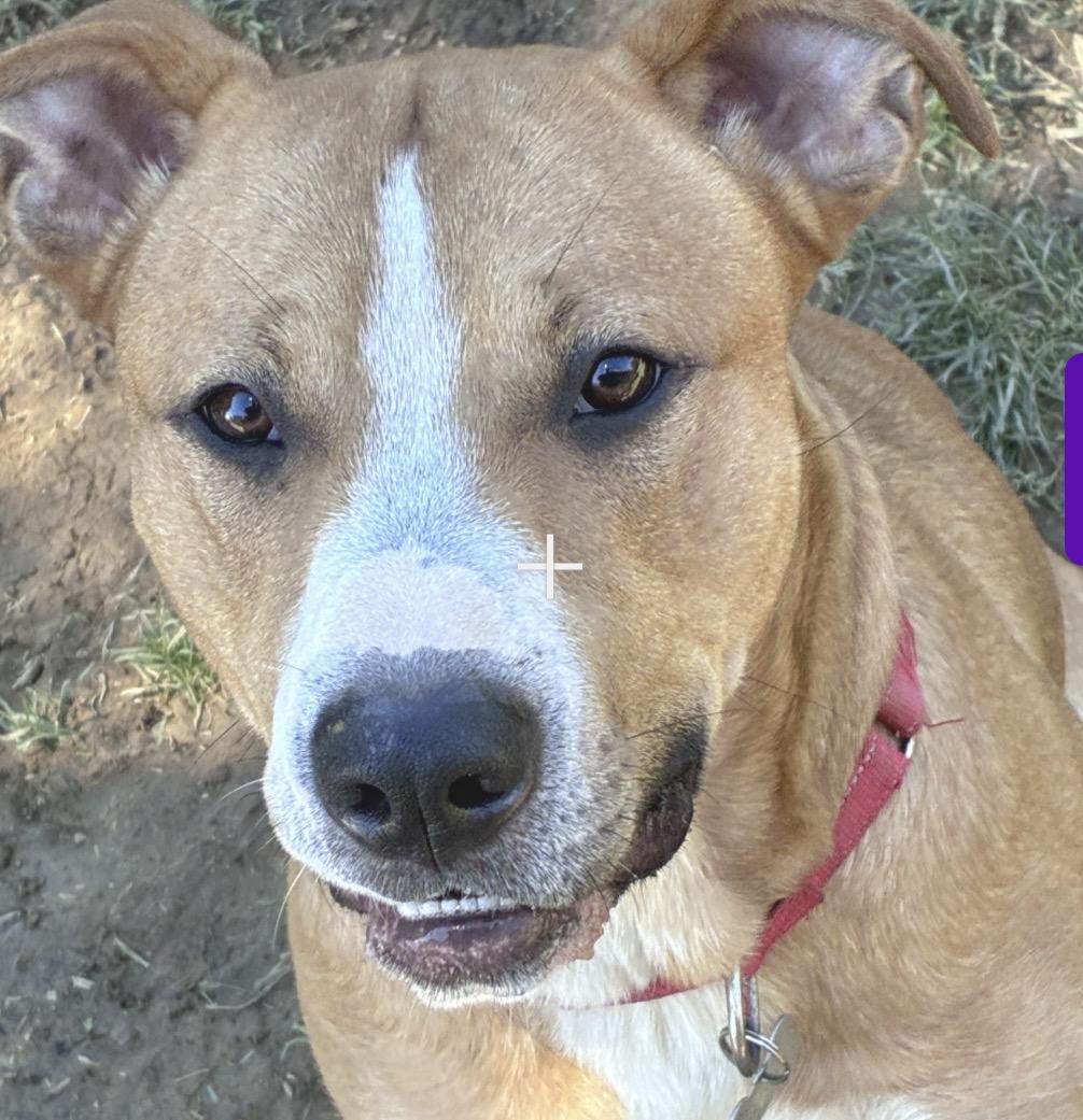 Enlarge Remi, a Adoptable Pit Bull Terrier in Lincoln University, PA image 1/6