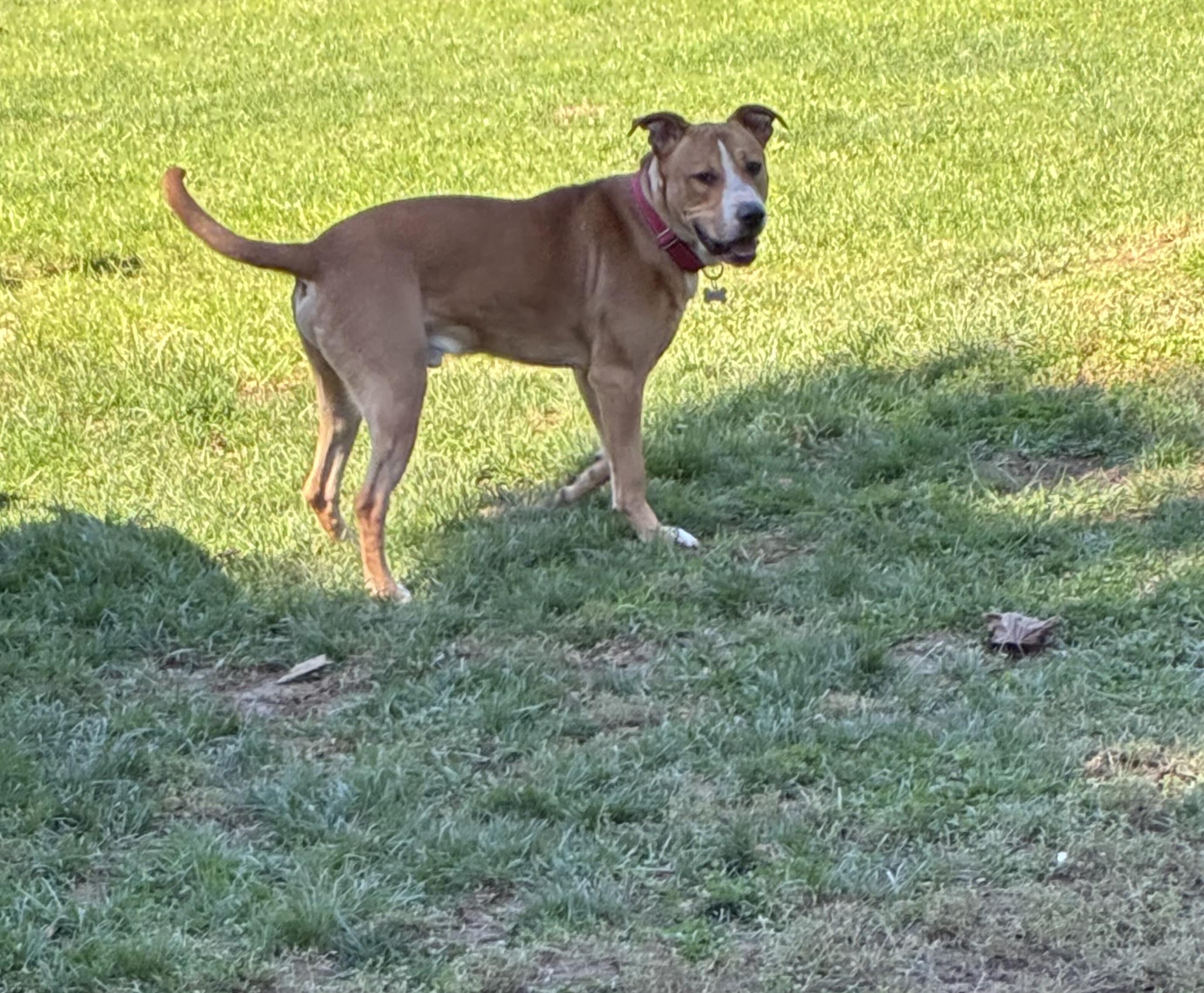 Enlarge Remi, a Adoptable Pit Bull Terrier in Lincoln University, PA image 3/6