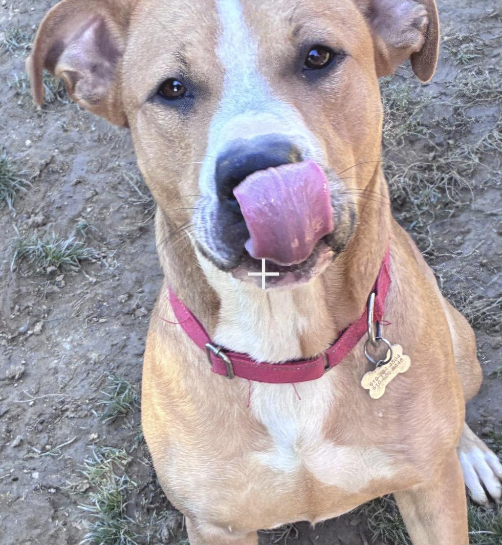Enlarge Remi, a Adoptable Pit Bull Terrier in Lincoln University, PA image 6/6