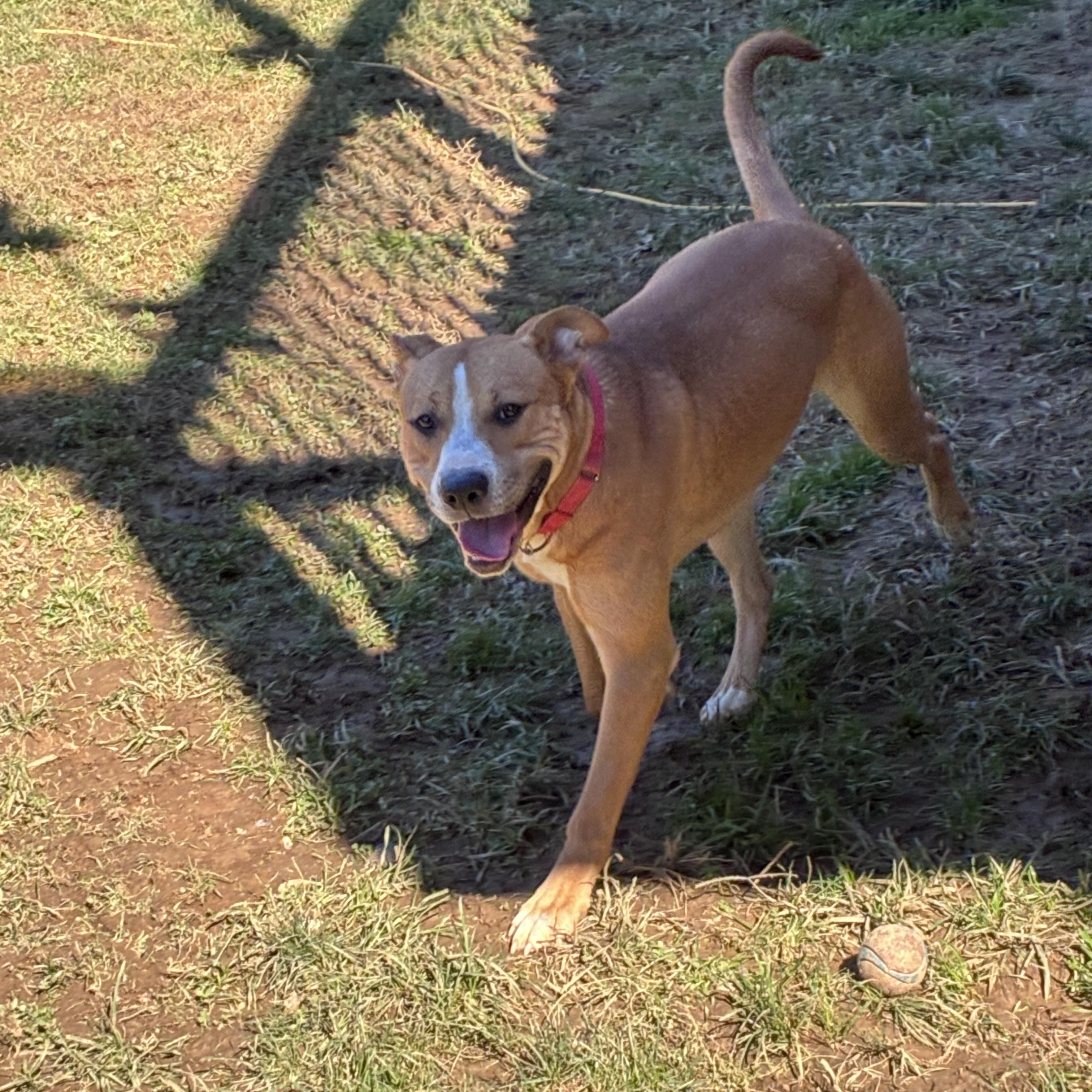 Enlarge Remi, a Adoptable Pit Bull Terrier in Lincoln University, PA image 5/6