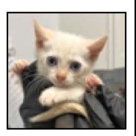 Nancy, a Adoptable mixed breed in Escondido, CA image 2/2