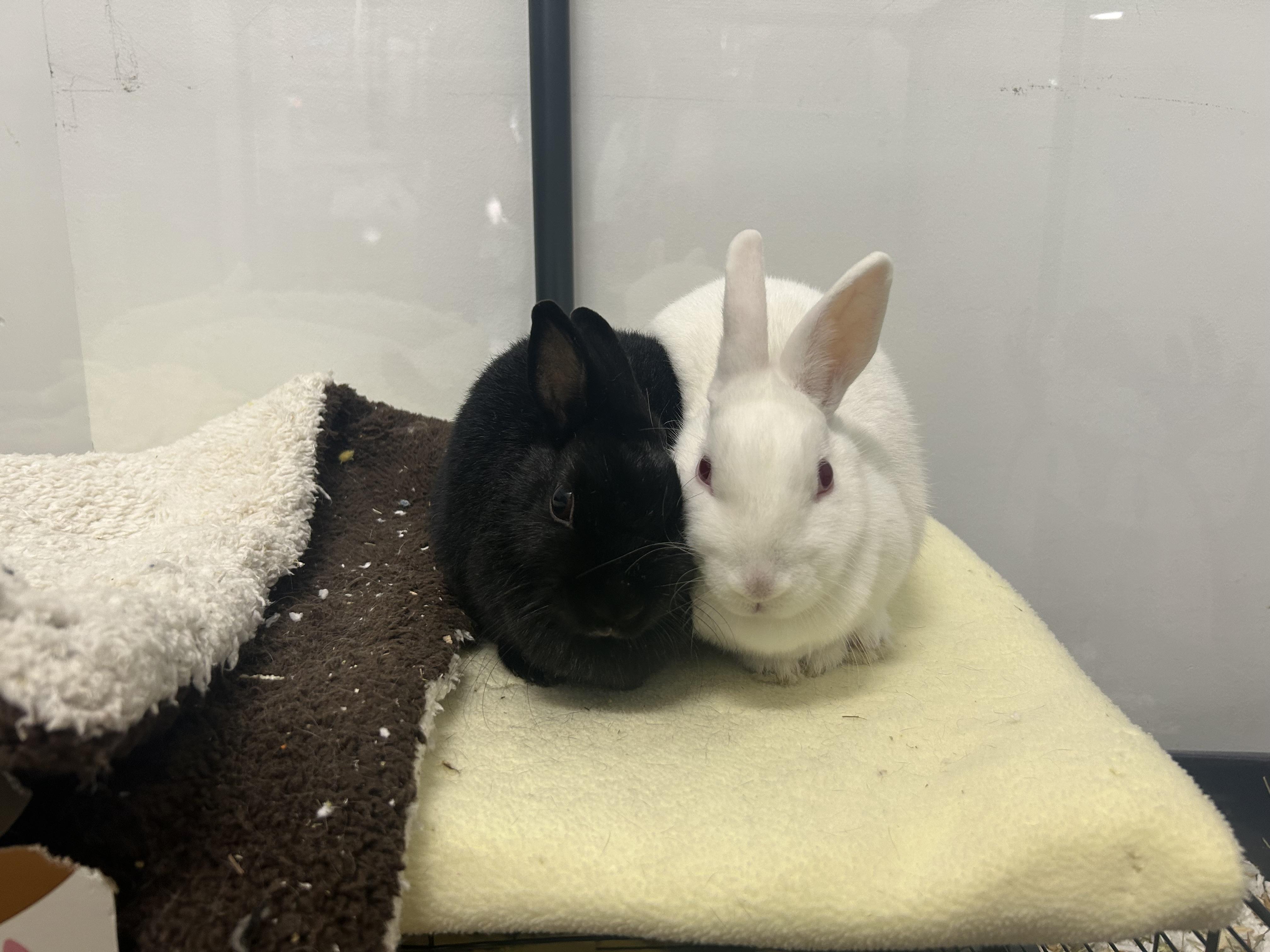 Enlarge Sabrina (bonded to Belatrix), a ADOPTABLE Polish in Omaha, NE image 2/4