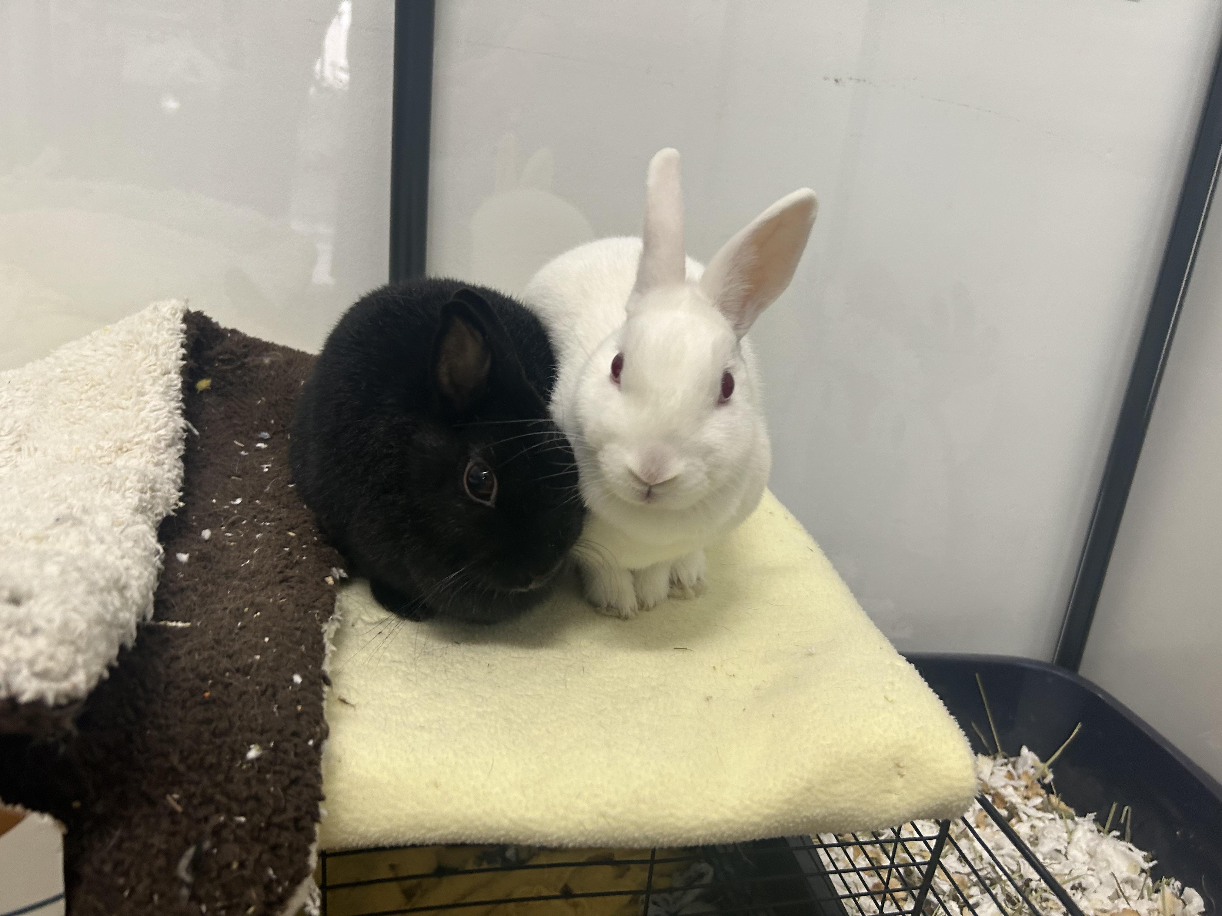 Enlarge Sabrina (bonded to Belatrix), a ADOPTABLE Polish in Omaha, NE image 1/4