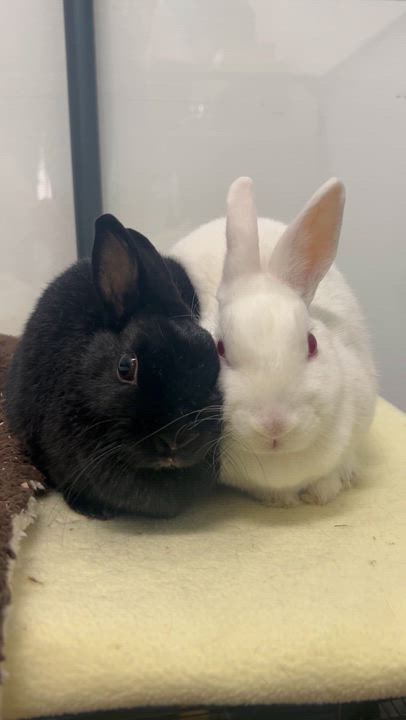 Enlarge Sabrina (bonded to Belatrix), a ADOPTABLE Polish in Omaha, NE video 4/4