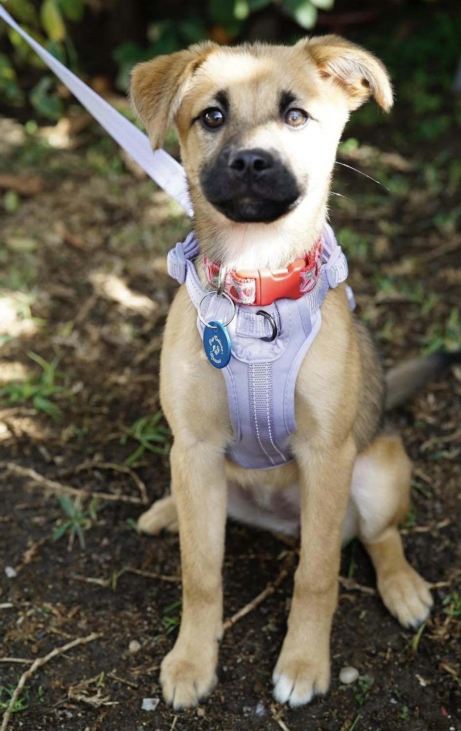 Enlarge Cortina, a ADOPTABLE mixed breed in Pasadena, CA image 5/5