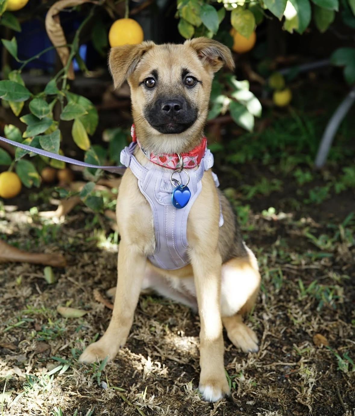 Enlarge Cortina, a ADOPTABLE mixed breed in Pasadena, CA image 3/5