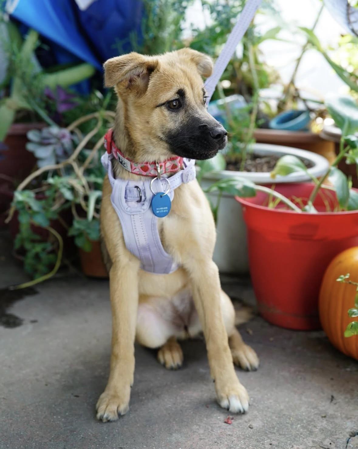 Enlarge Cortina, a ADOPTABLE mixed breed in Pasadena, CA image 4/5